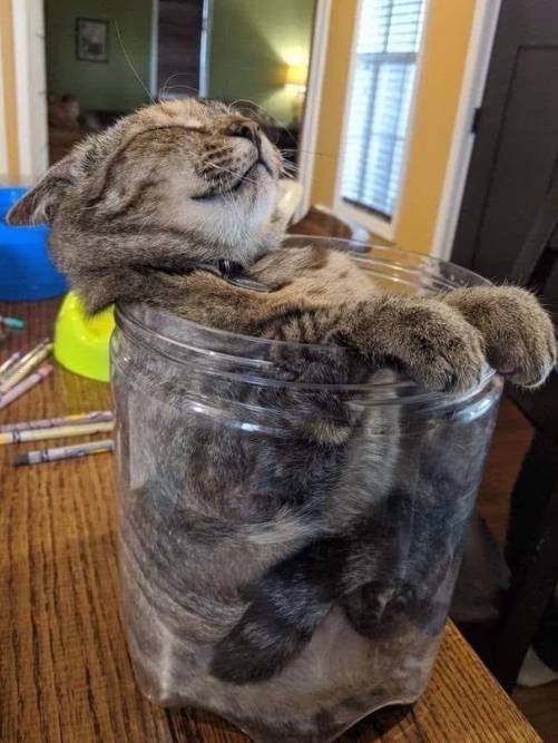 potret lucu kucing di dalam toples (reddit.com/x0xk)