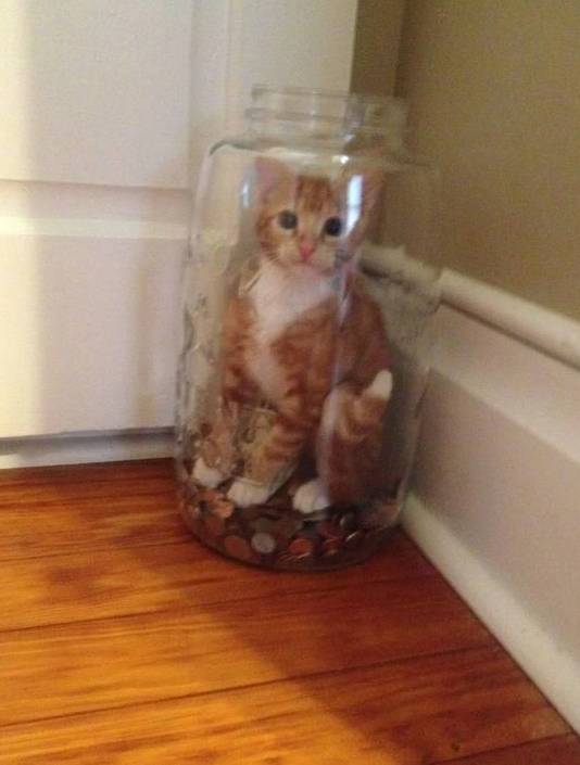 potret lucu kucing di dalam toples (imgur.com/numique)