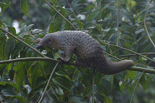 trenggiling (commons.wikimedia.org/ Frendi Apen Irawan)