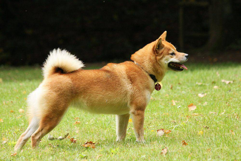 Shiba inu (commons.m.wikimedia.org/Maja Dumat)