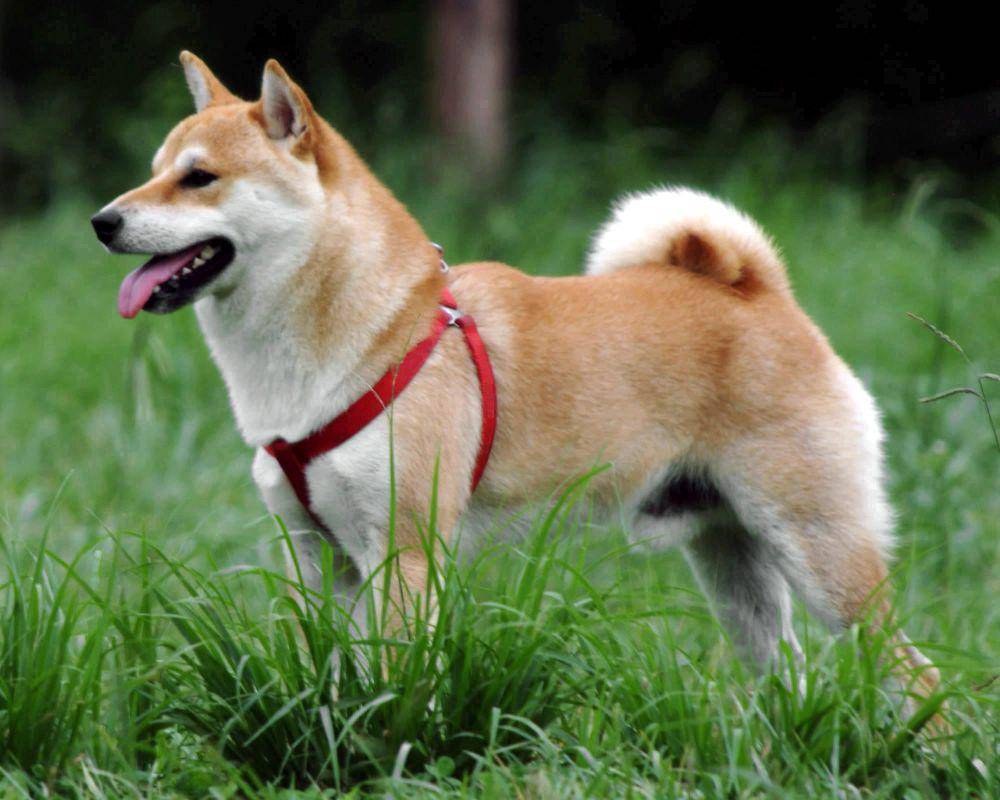 Shiba inu (commons.m.wikimedia.org/Yozakura)
