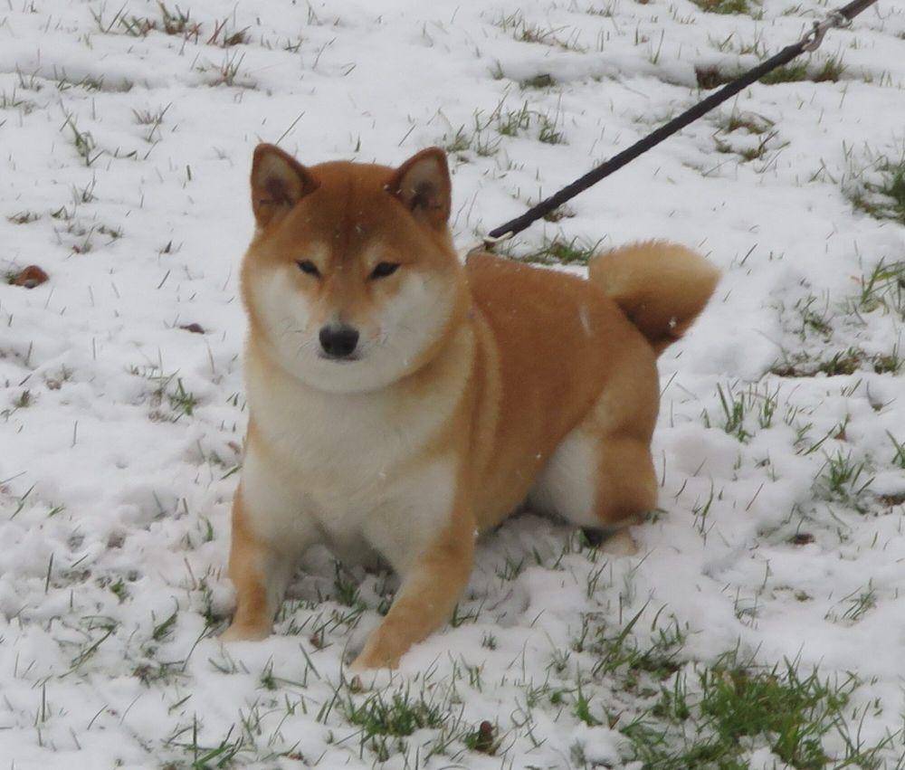Shiba inu (commons.m.wikimedia.org/Sciencia58)