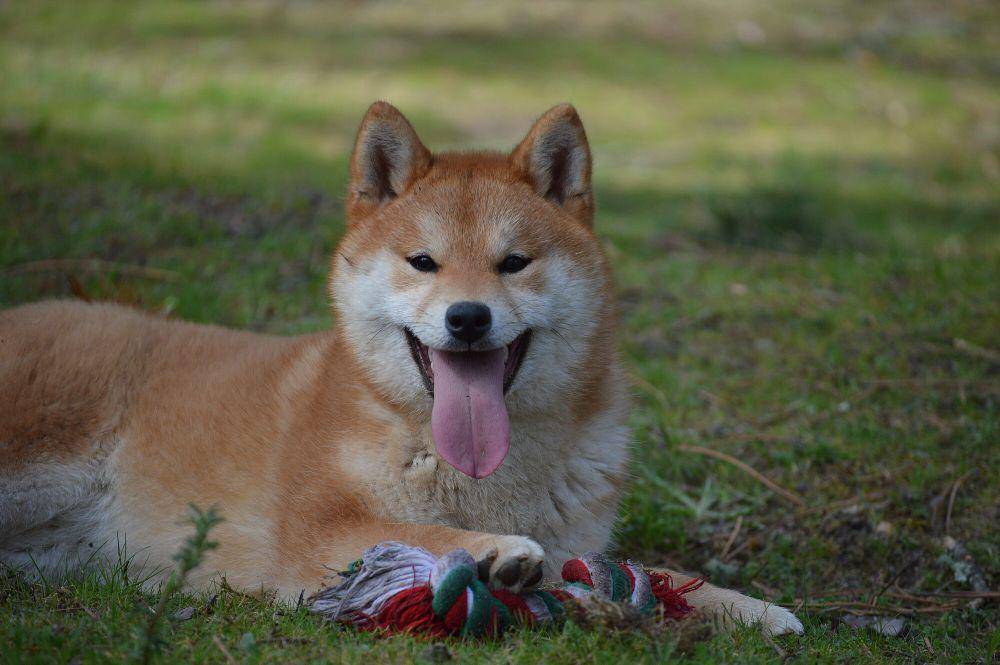 Shiba inu (commons.m.wikimedia.org/Tsutsui Kennel)