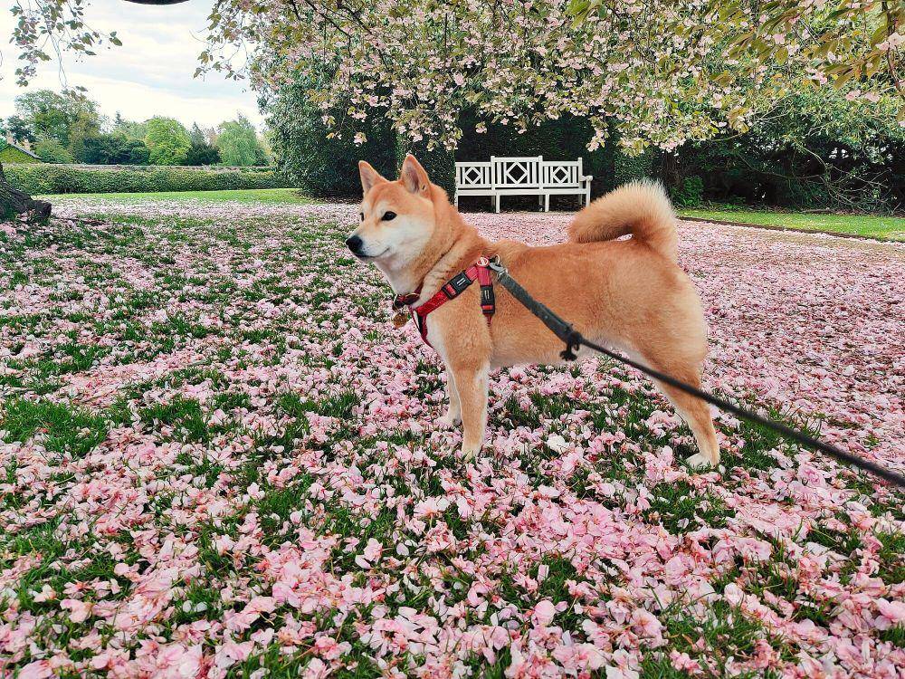 Shiba inu (commons.m.wikimedia.org/Bezet)