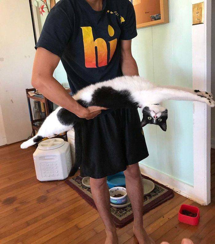 potret lucu kucing terlihat ekstra panjang (reddit.com/Pu-Chi-Mao)