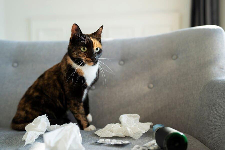 Apakah Kucing Bisa Masuk Angin? Ini Jawaban dan Tandanya