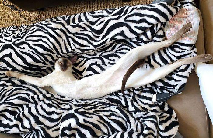 potret lucu kucing terlihat ekstra panjang (instagram.com/totallytobiko)