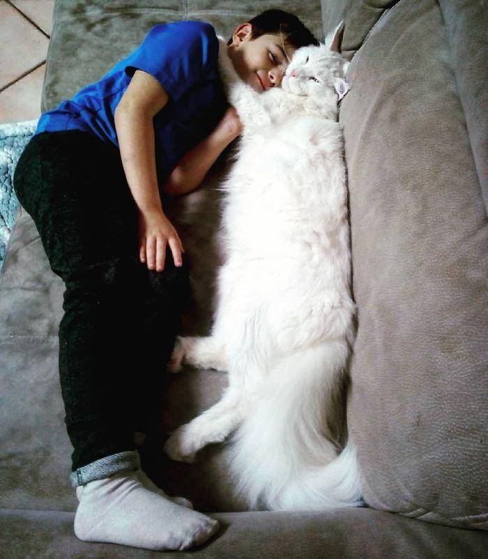 potret lucu kucing terlihat ekstra panjang (instagram.com/barivel_maine_coon)