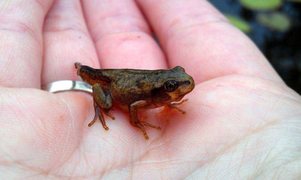 katak muda (pixabay.com/zoosnow)