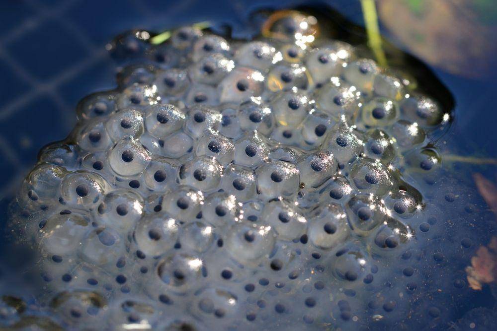 telur katak (pixabay.com/PollyDot)