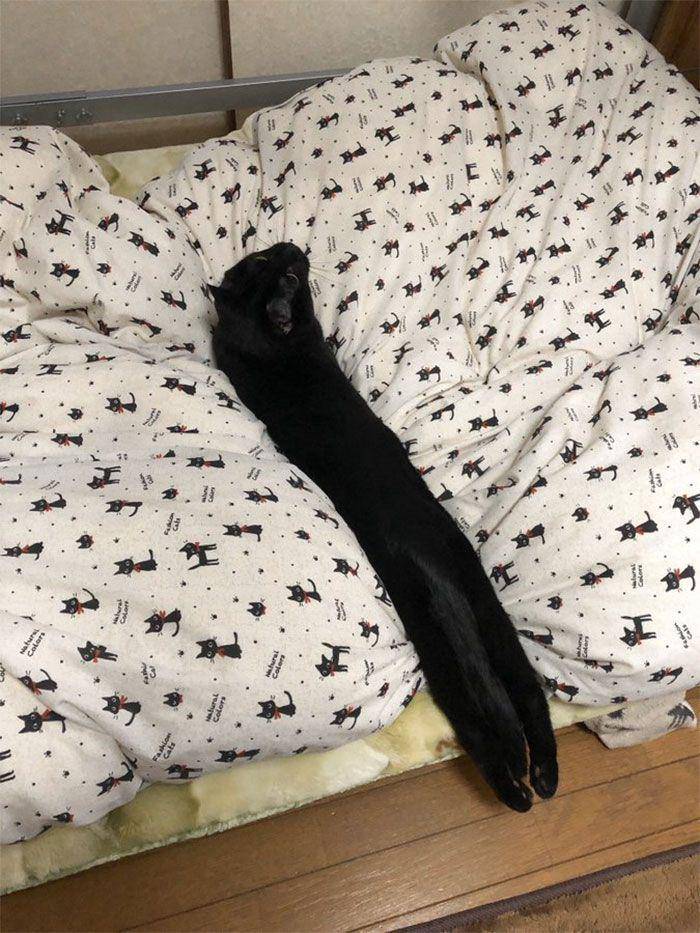 potret lucu kucing terlihat ekstra panjang (reddit.com/katzensucht)