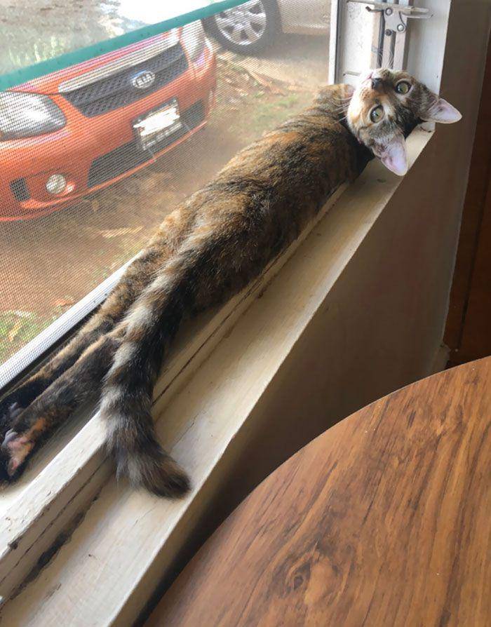 potret lucu kucing terlihat ekstra panjang (reddit.com/squiggly_wiggly_pie)