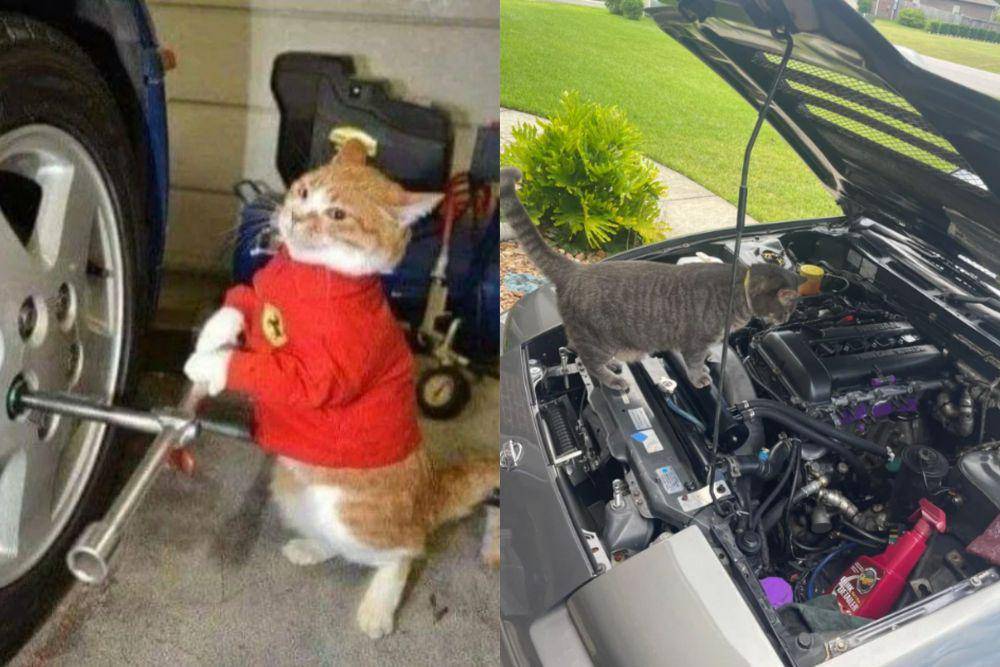 kolase potret lucu kucing memperbaiki mobil (reddit.com/BlepMaster500 I reddit.com/MischievousGabagoo)