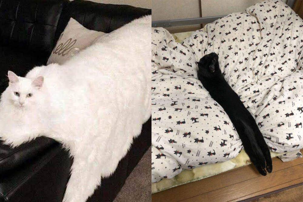 kolase potret lucu kucing terlihat ekstra panjang (reddit.com/3vts I reddit.com/katzensucht)