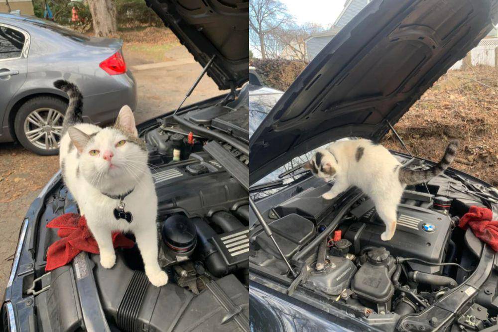 potret lucu kucing memperbaiki mobil (reddit.com/StyleArtistic7201)