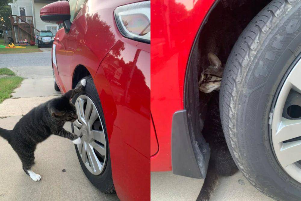 potret lucu kucing memperbaiki mobil (reddit.com/cattuxedos)