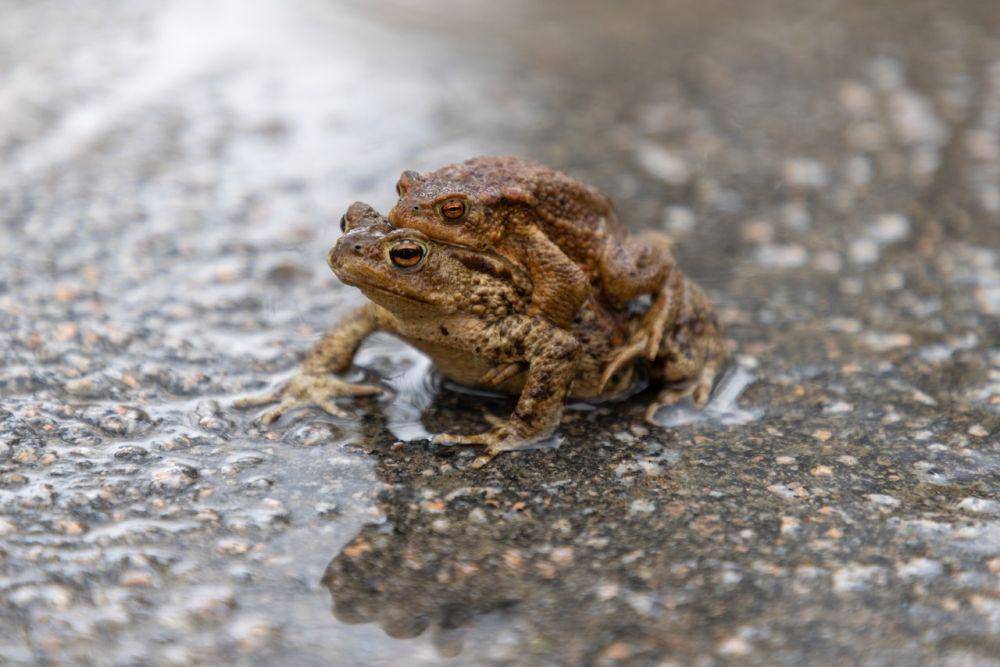 perkembangbiakan katak (pexels.com/Jyrki Nieminen)