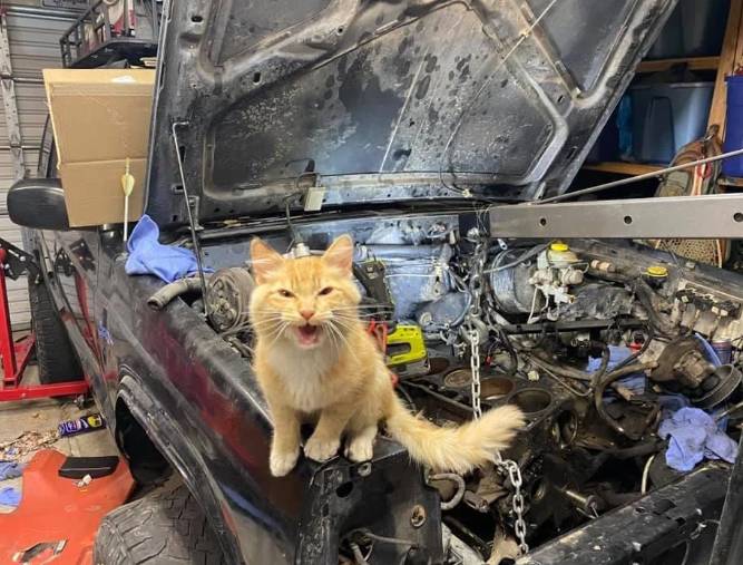 potret lucu kucing memperbaiki mobil (reddit.com/Komplexs)