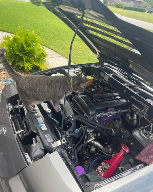 potret lucu kucing memperbaiki mobil (reddit.com/MischievousGabagoo)