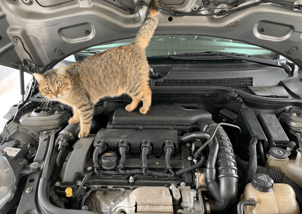 potret lucu kucing memperbaiki mobil (reddit.com/Away_Ad_5328)