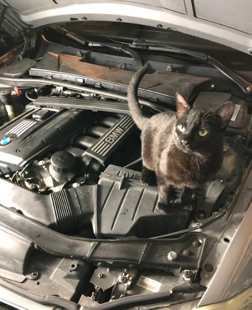 potret lucu kucing memperbaiki mobil (reddit.com/zbreeze27)