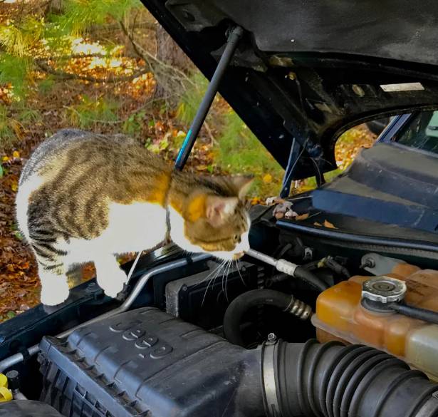 potret lucu kucing memperbaiki mobil (reddit.com/bigforknspoon)