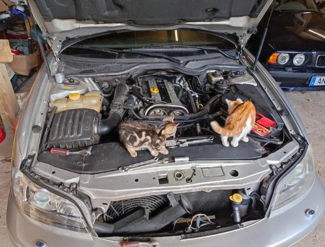 potret lucu kucing memperbaiki mobil (reddit.com/tomatensaftjungling)