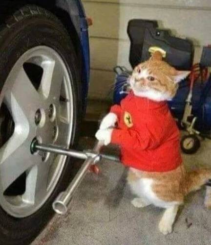 potret lucu kucing memperbaiki mobil (reddit.com/BlepMaster500)