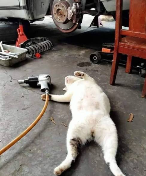 potret lucu kucing memperbaiki mobil (reddit.com/sananekarpuz 2)