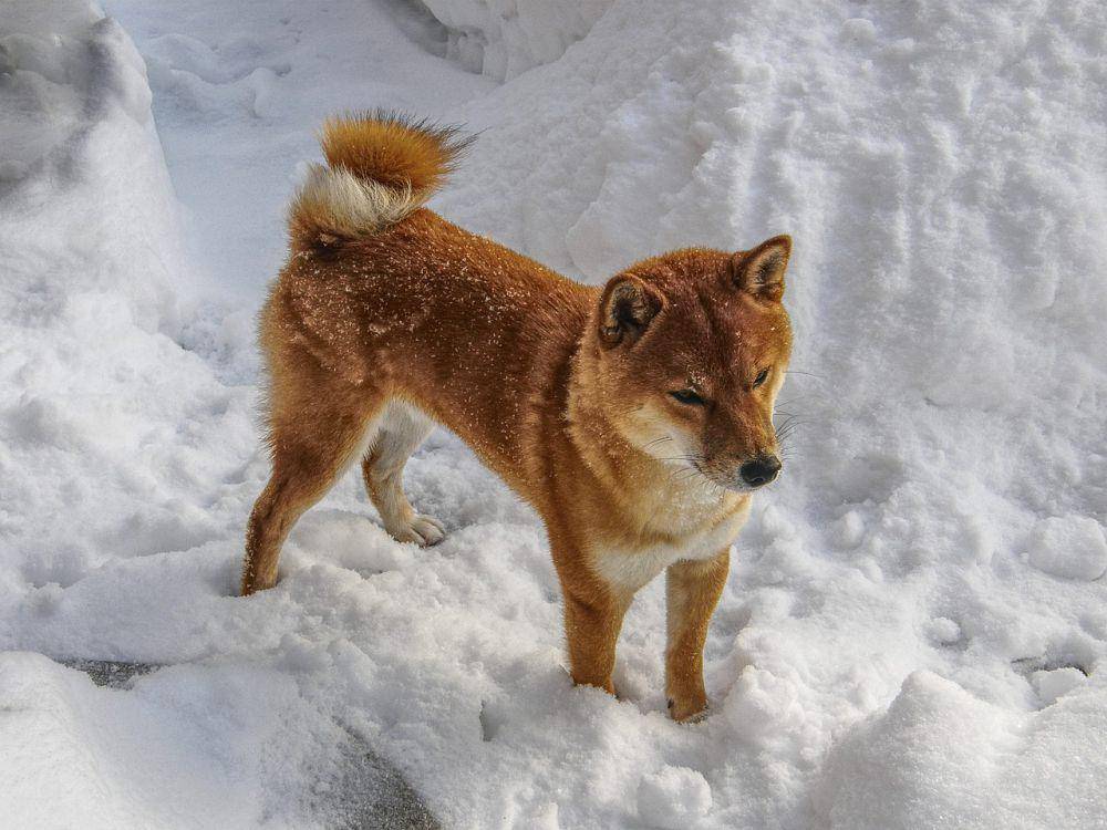 Shiba inu (pixabay.com/Petra Goschel)
