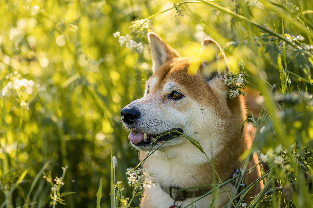 Shiba inu (pixabay.com/Thorsten Schulze)
