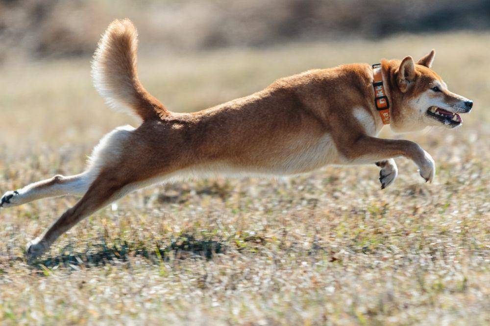 Shiba inu (pixabay.com/Aleksandr Tarlokov)
