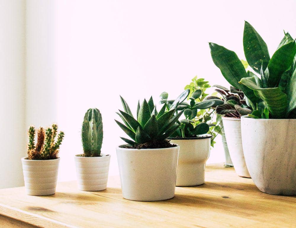 ilustrasi sukulen untuk pemanis interior (unsplash.com/Margarita Terekhova)