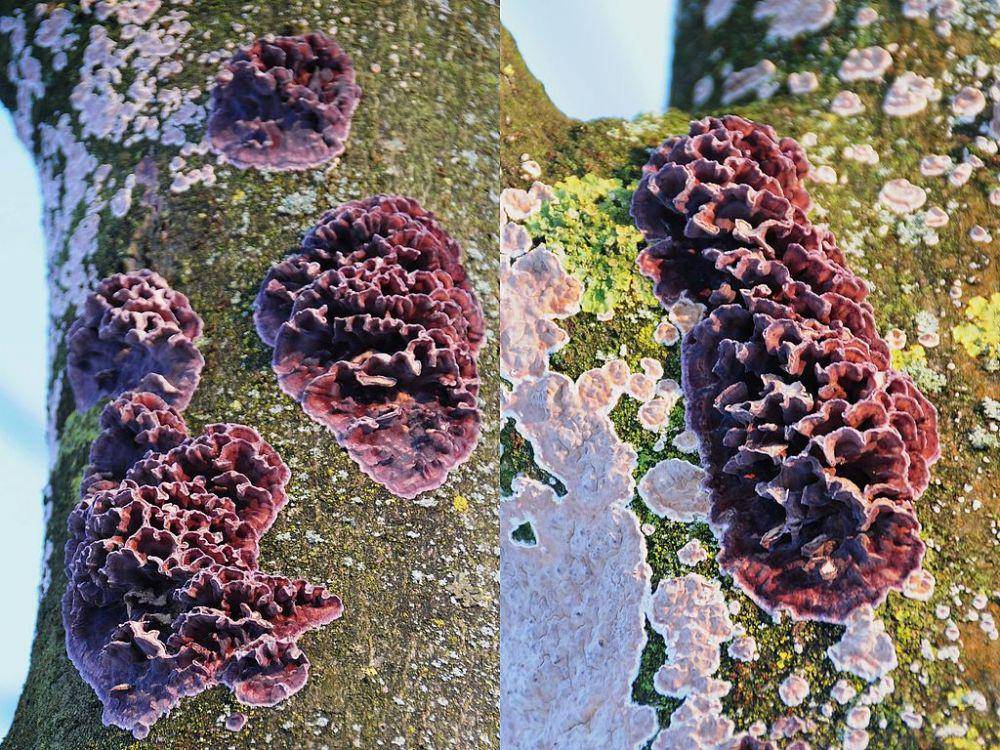 Chondrostereum purpureum, jamur penyebab penyakit daun perak atau silver leaf disease. (commons.wikimedia.org/Henk Monster)