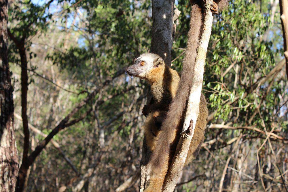 Lemur muka merah (commons.m.wikimedia.org/Michael A. Alcorn)