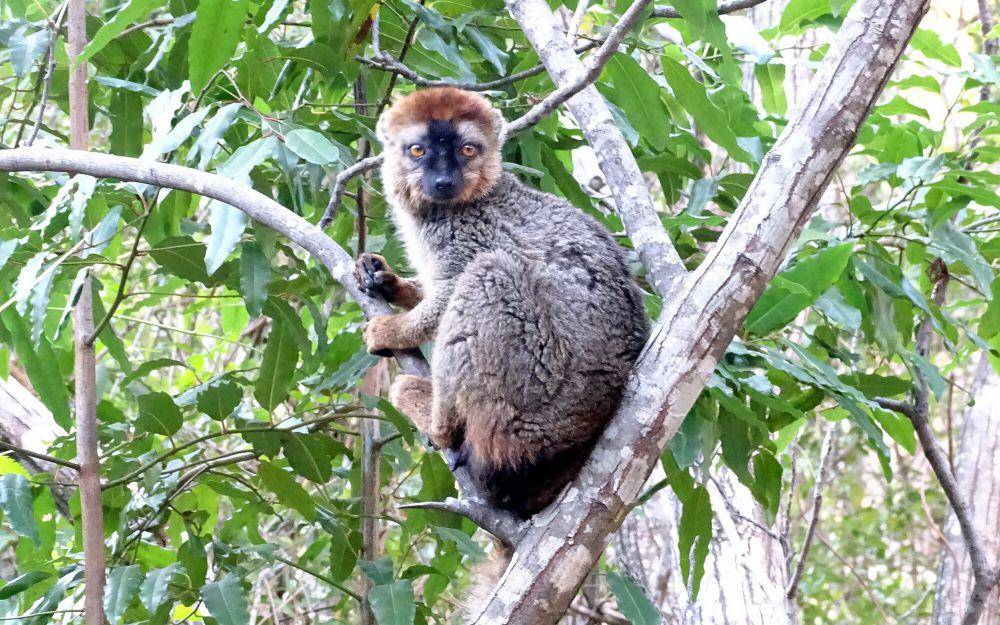 Lemur muka merah (commons.m.wikimedia.org/Surrey John)