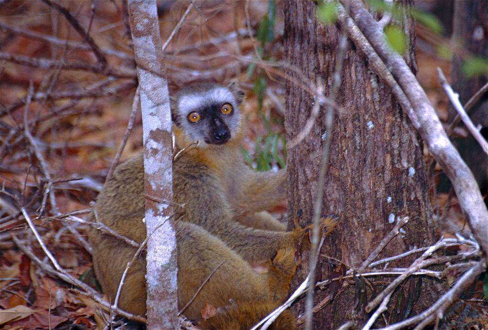 Lemur muka merah (commons.m.wikimedia.org/Bernard DUPONT)