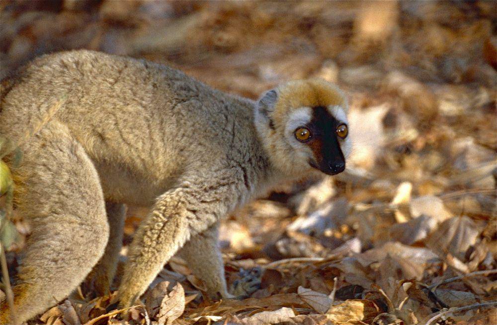 Lemur muka merah (commons.m.wikimedia.org/Bernard DUPONT)