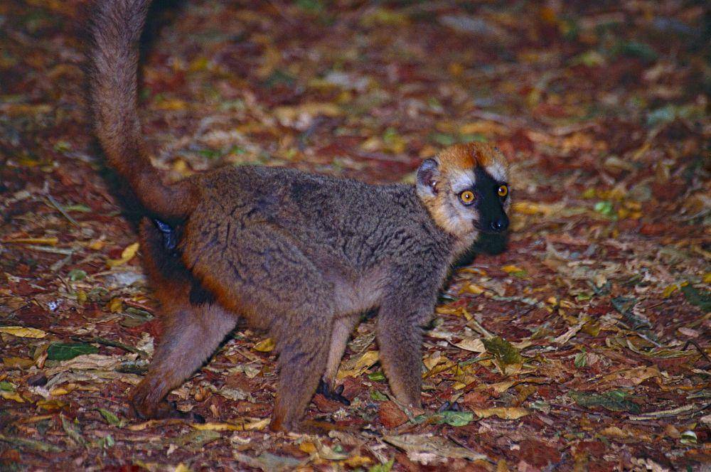 Lemur muka merah (commons.m.wikimedia.org/Bernard DUPONT)