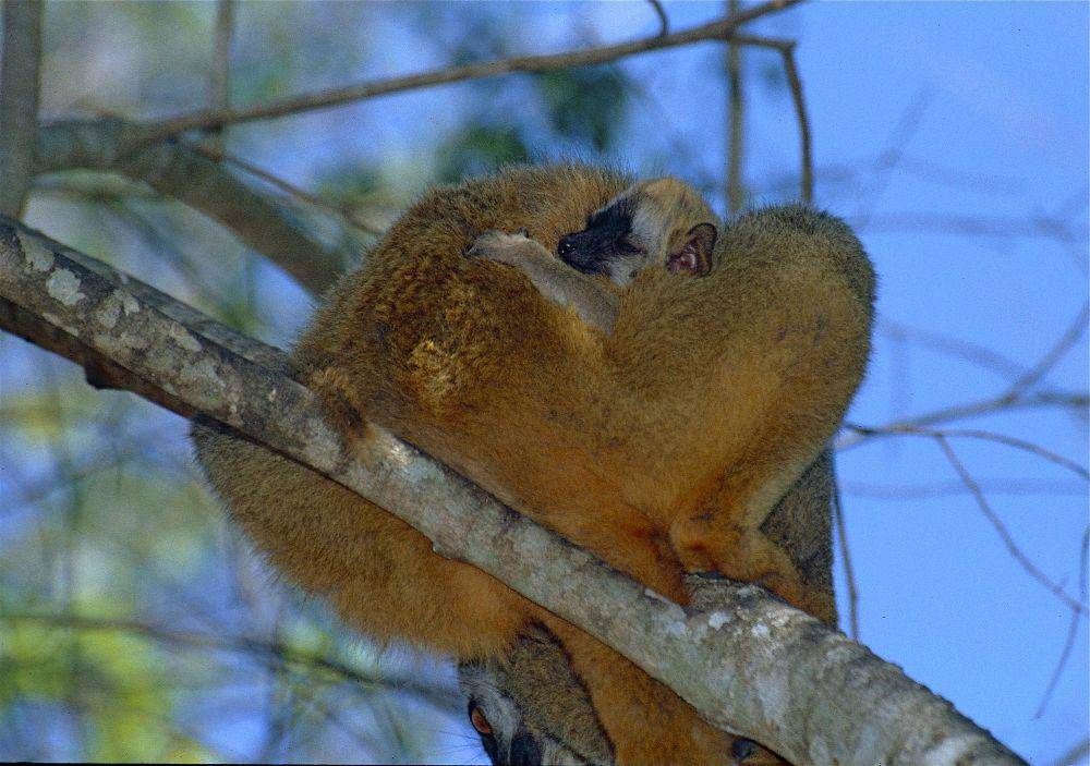Lemur muka merah (commons.m.wikimedia.org/Bernard DUPONT)