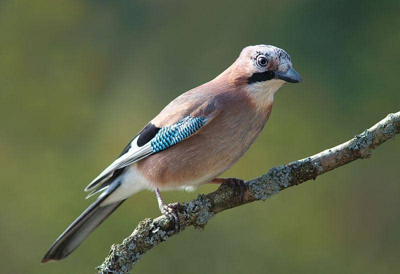 Eurasian jay (commons.wikimedia.org/Luc Viatour)