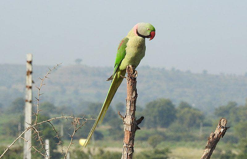 Alexandrine parakeet (commons.wikimedia.org/Dr. Raju Kasambe)