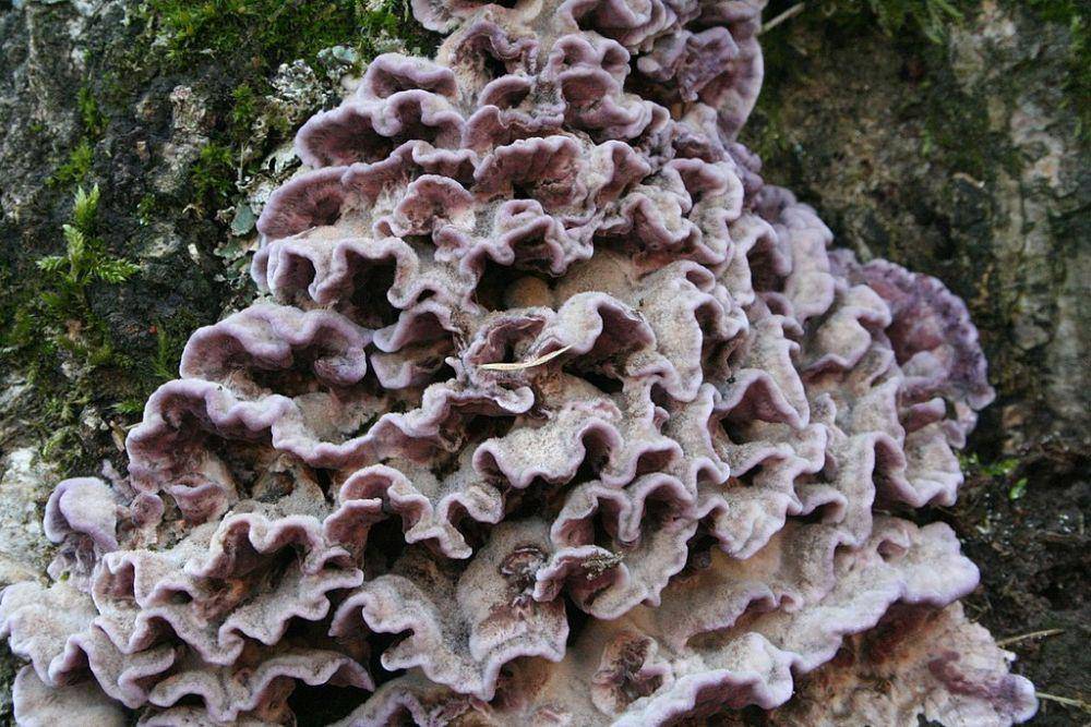 Jamur Chondrostereum purpureum. (commons.wikimedia.org/Strobilomyces)