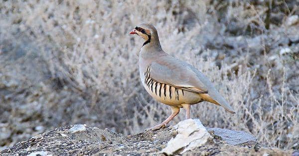 5 Burung Menawan, Hanya Ada di Pakistan