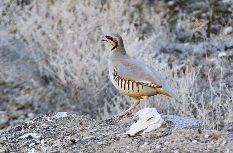 Chukar partridge (commons.wikimedia.org/Imran Shah)