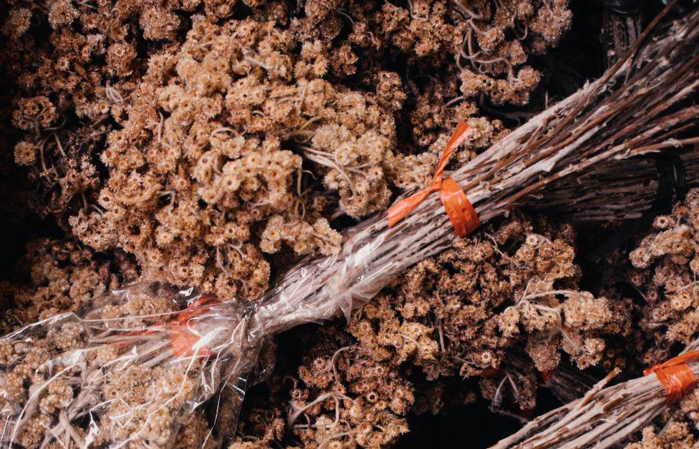 5 Kategori Focal Species untuk Perencanaan Pengelolaan Konservasi