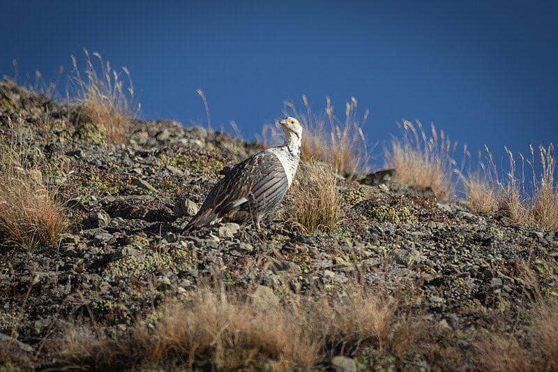 Himalayan snowcock (commons.wikimedia.org/Aditya Pal)