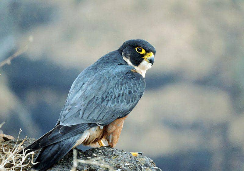 Pakistani shaheen falcon (commons.wikimedia.org/Vidhari911)