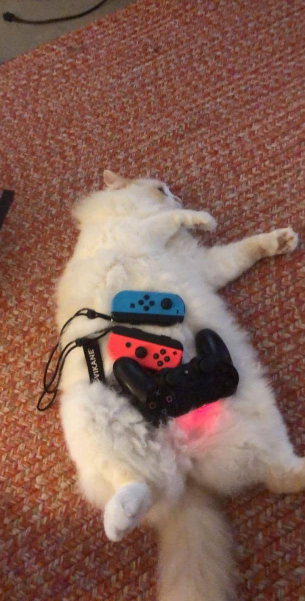 foto gemas kucing bareng stik game (reddit.com/user/Nickhart100)
