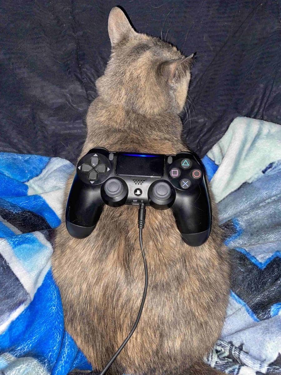 foto gemas kucing bareng stik game (reddit.com/r/cats)